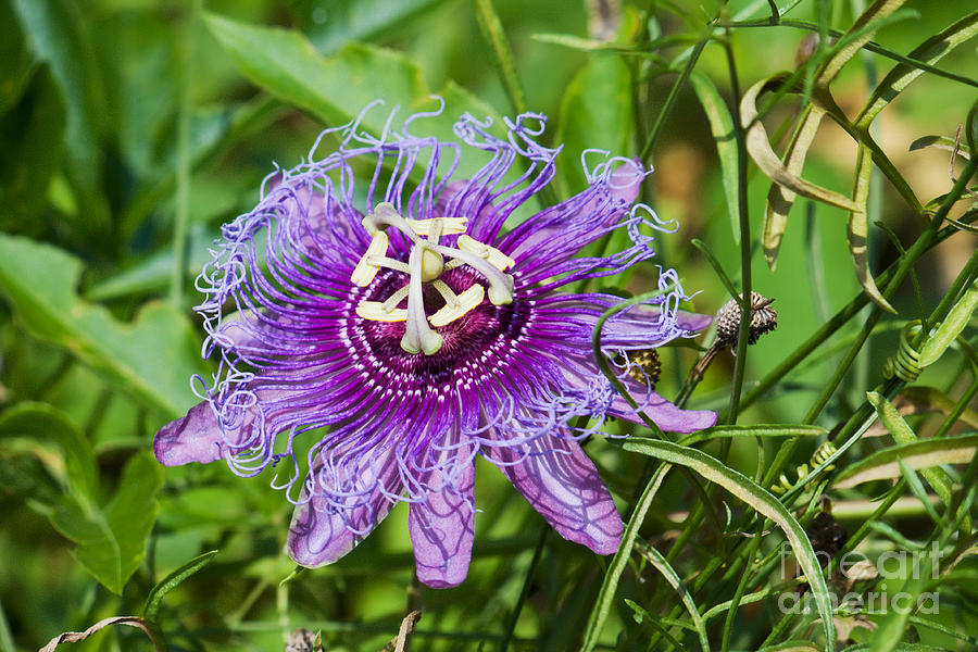 Purple Passion Flower Photograph by Ules Barnwell