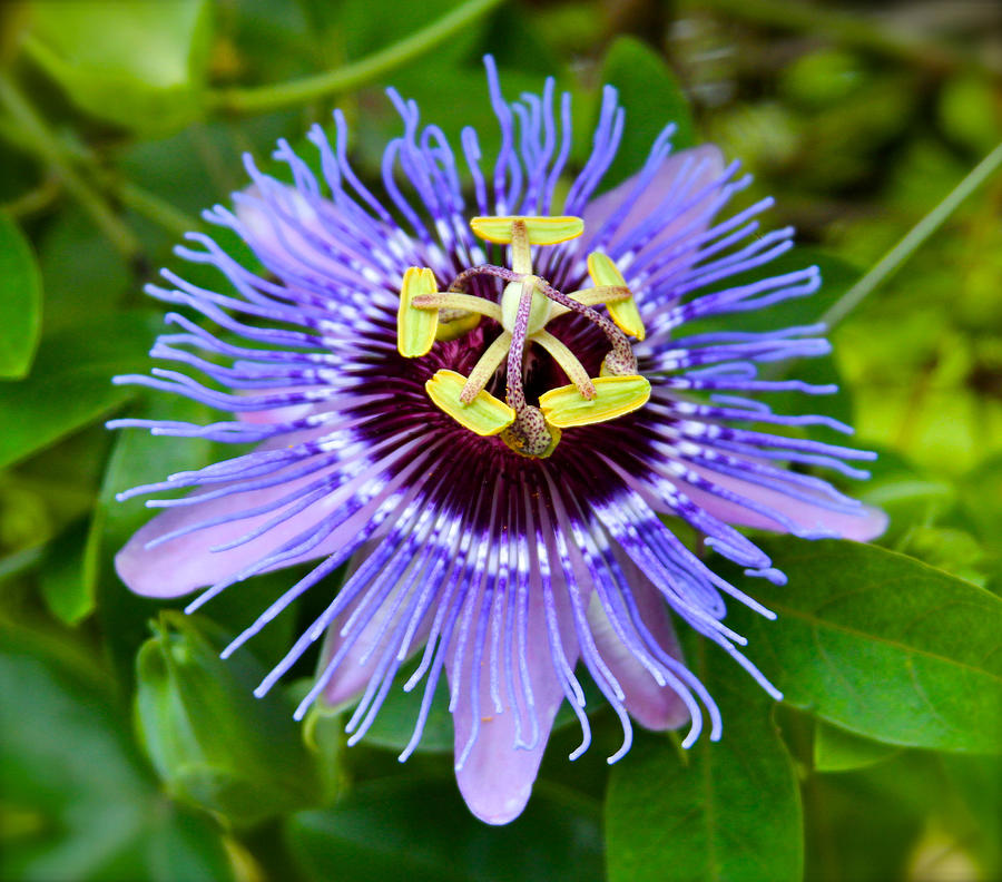 Purple Passion Flower Photograph by Venetia Featherstone-Witty