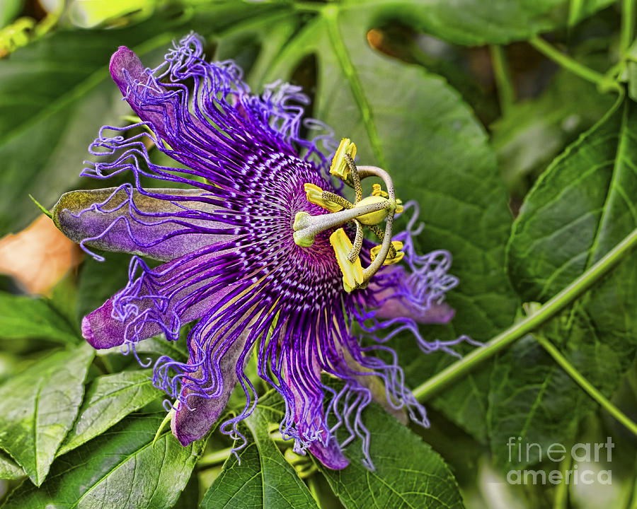 Flower Photograph - Purple Passion by Gary Holmes