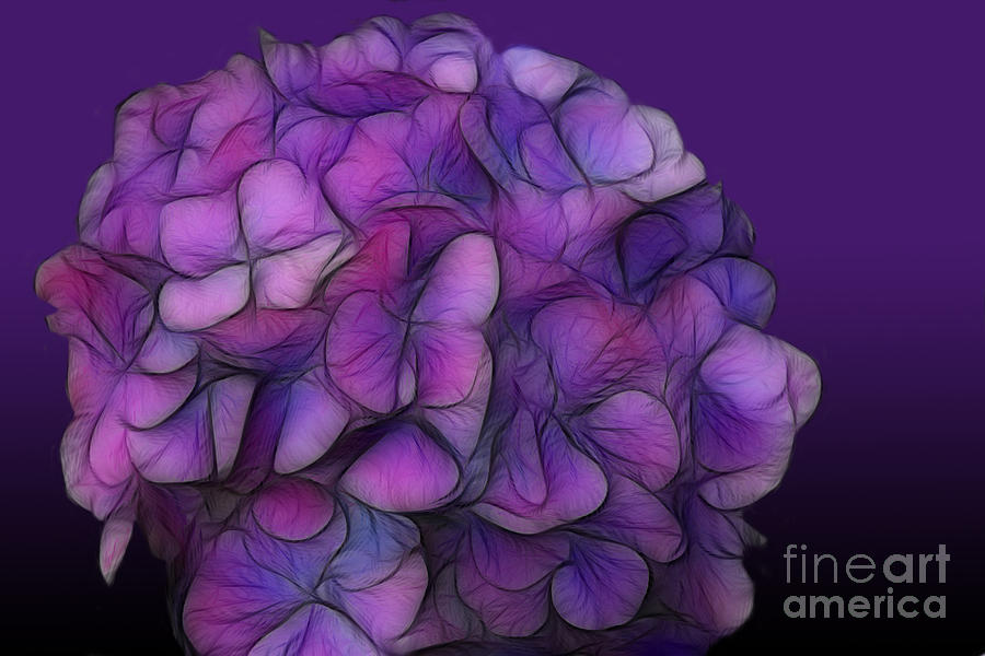 Purple Passion Digital Art by Jayne Carney