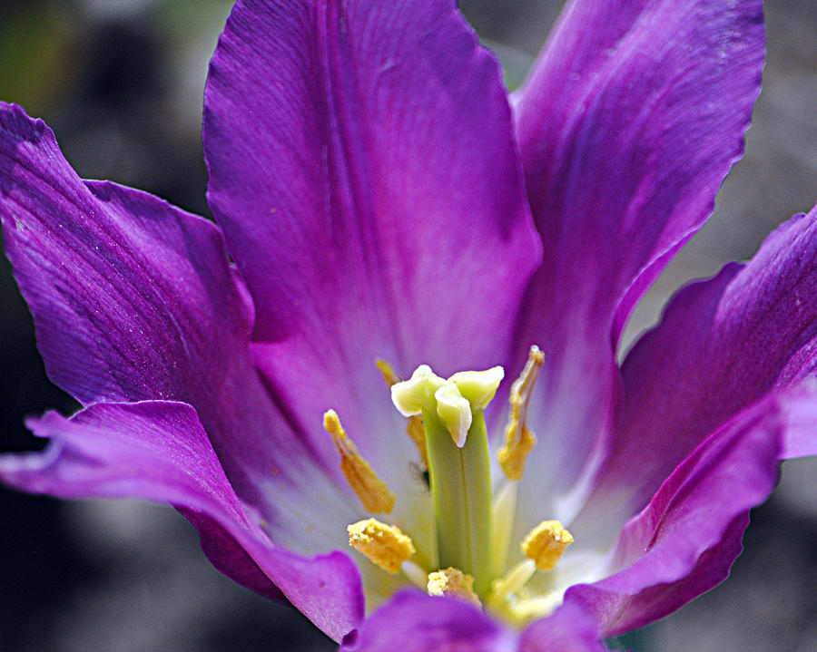 Flowers Still Life Photograph - Purple Passion by Leslie Cruz