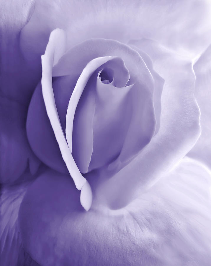 Purple Passion Rose Flower Photograph by Jennie Marie Schell