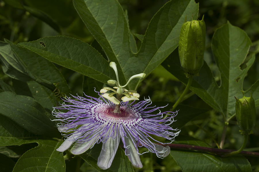 Wine Photograph - Purple Passion Wildflowers - Passiflora incarnat by Kathy Clark