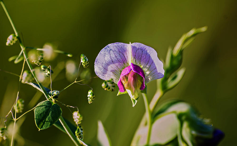 Purple Pea Weed Bloom Photograph by Michael Whitaker