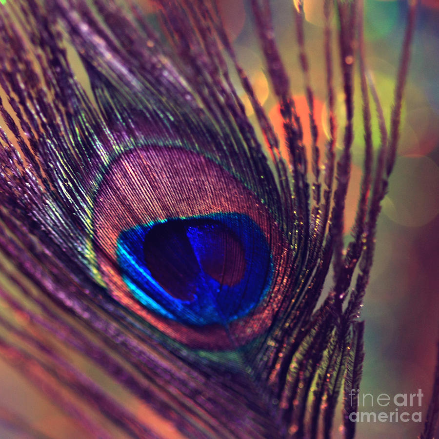 Purple Peacock Feather Photograph by Sylvia Cook