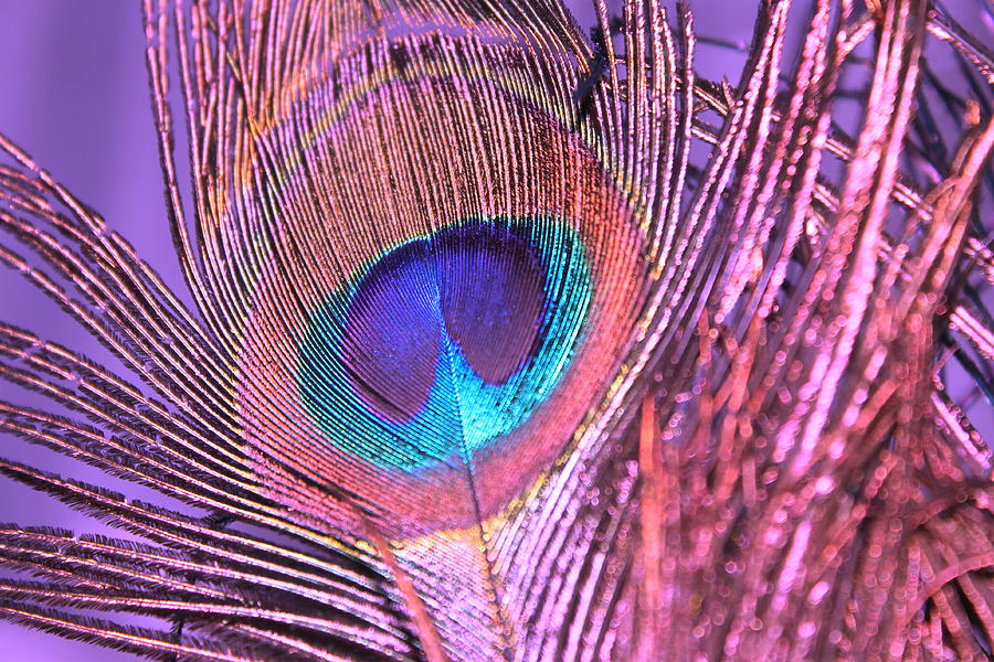 Wildlife Photograph - Purple Peacock by Toni Yasger