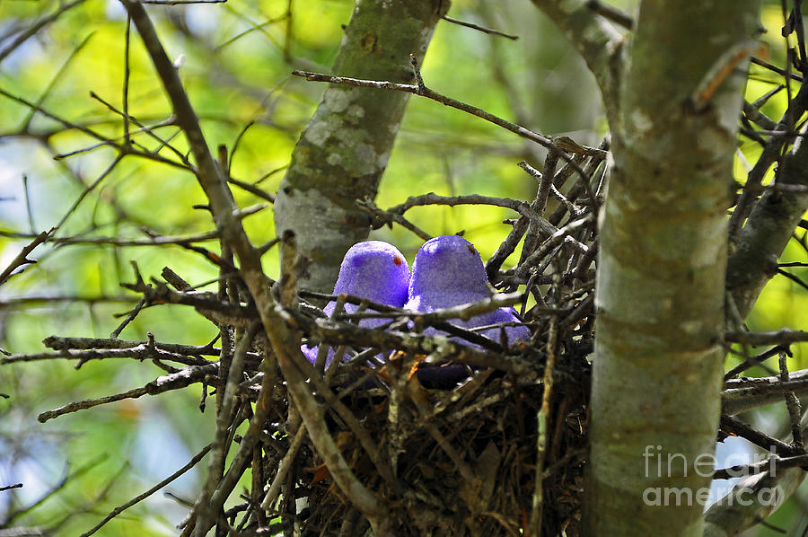 Bird Photograph - Purple Peeps Pair by Al Powell Photography USA