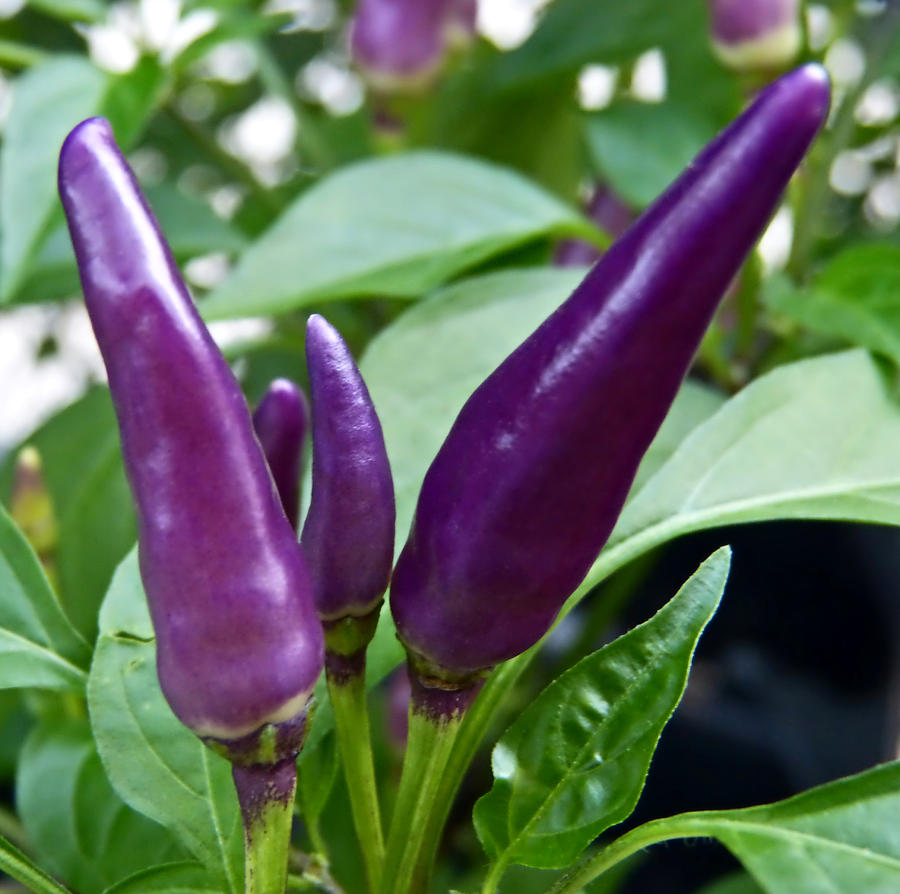Purple Peppers Photograph by Pete Trenholm