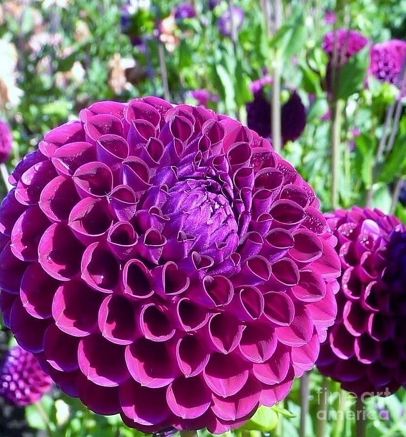 Purple Perfection Dahlia Flower Photograph by Susan Garren