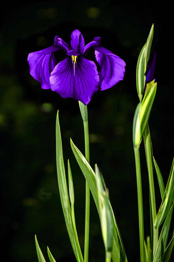 Purple Perfection - Japanese Iris - Painting Photograph by Penny Lisowski