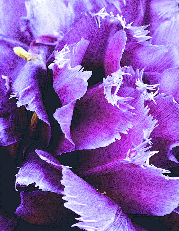 Purple Perfection Photograph by Nadalyn Larsen