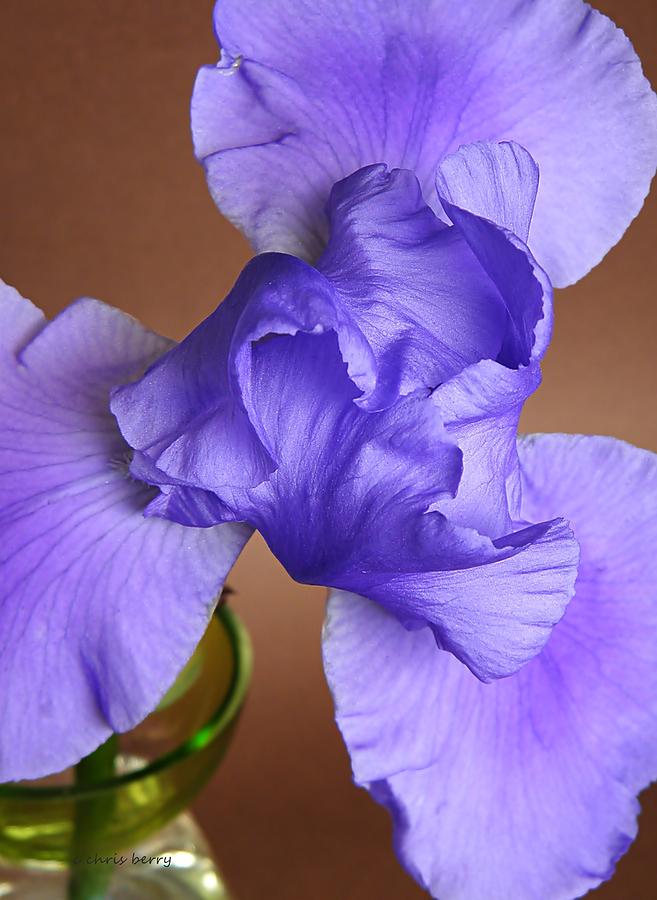 Purple Perfume  Photograph by Chris Berry