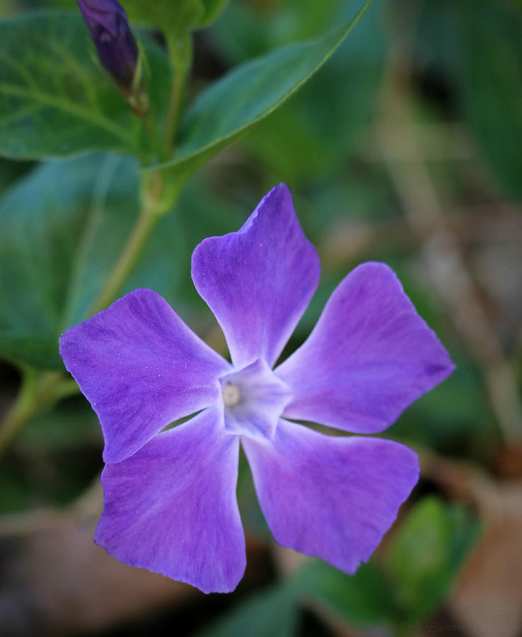 Purple Periwinkle Photograph by Aaron Burrows