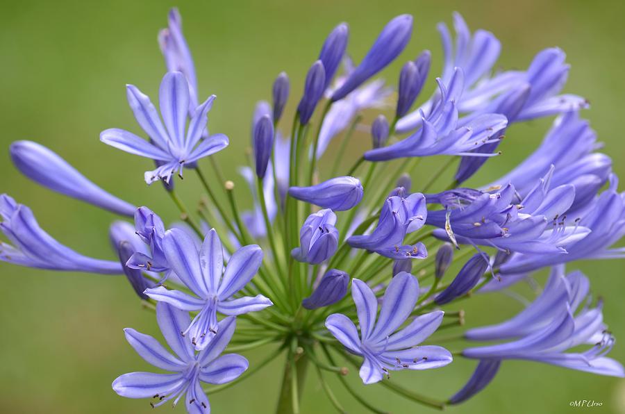 Purple Persuasion Photograph by Maria Urso - Fine Art America