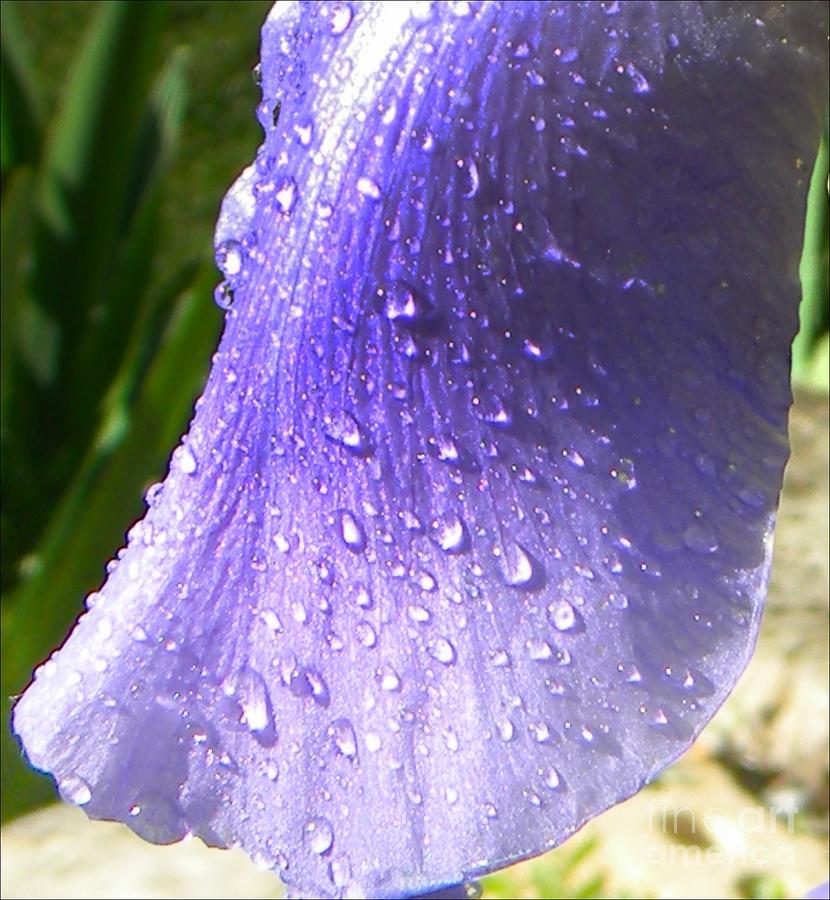Purple Petal Photograph by Michelle Frizzell-Thompson