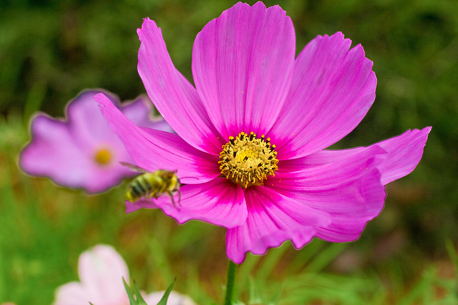 Purple Petals Cosmos Yellow Stamen Bee Pollen Flower by Eszra