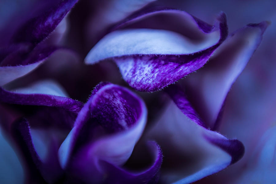 Purple Petals Photograph by Jay Stockhaus