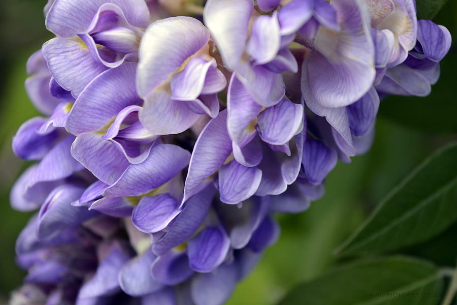 Purple Petals of Wisteria Photograph by Kathy Barney