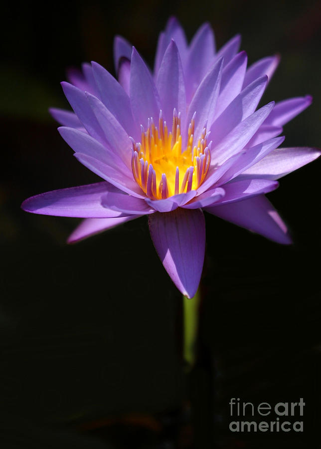 Buddha Photograph - Purple Petals by Sabrina L Ryan