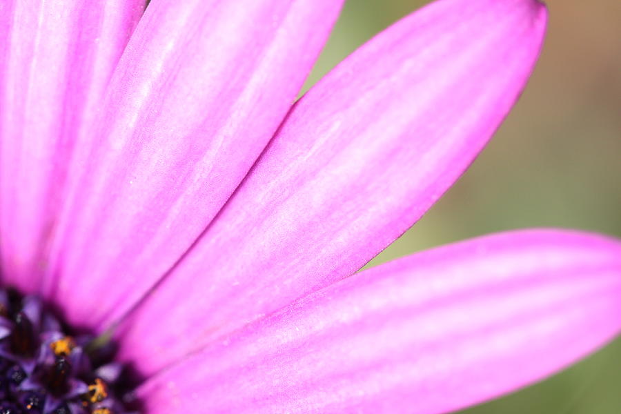 Purple Petals Photograph by Shoal Hollingsworth