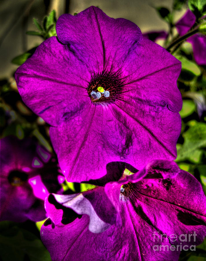 Purple Petunia Flower Photograph by Nina Ficur Feenan