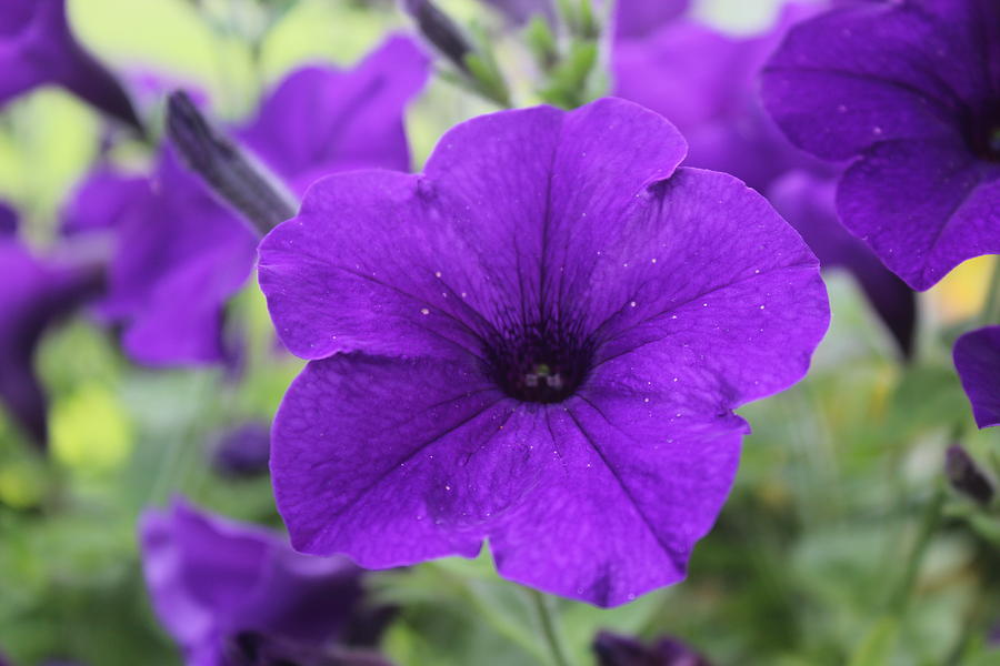 Purple Petunia Flowers Close Up Photograph by Kathy LaBerge