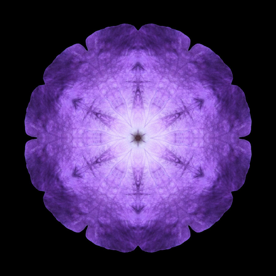 Purple Petunia I Flower Mandala Photograph by David J Bookbinder