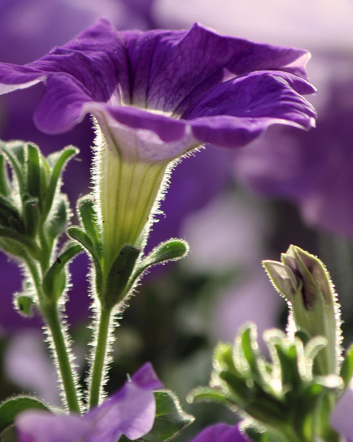 Purple Petunia Photograph by Karen Hart