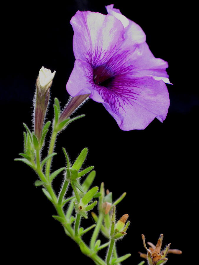Nature Photograph - Purple Petunia by Laura Corebello
