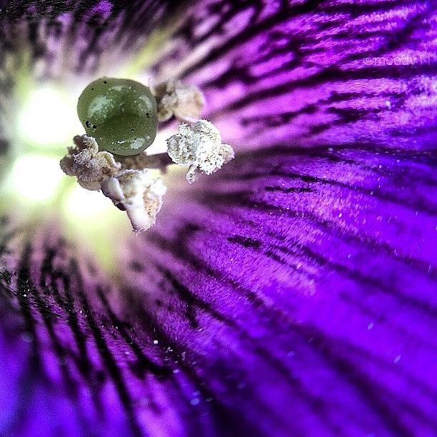 Purple Petunia Photograph by Rebekah Moody