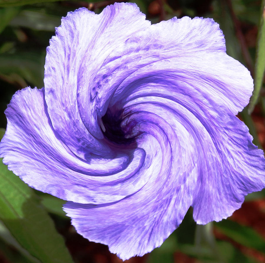 Purple Petunia Twirl Photograph by Belinda Lee