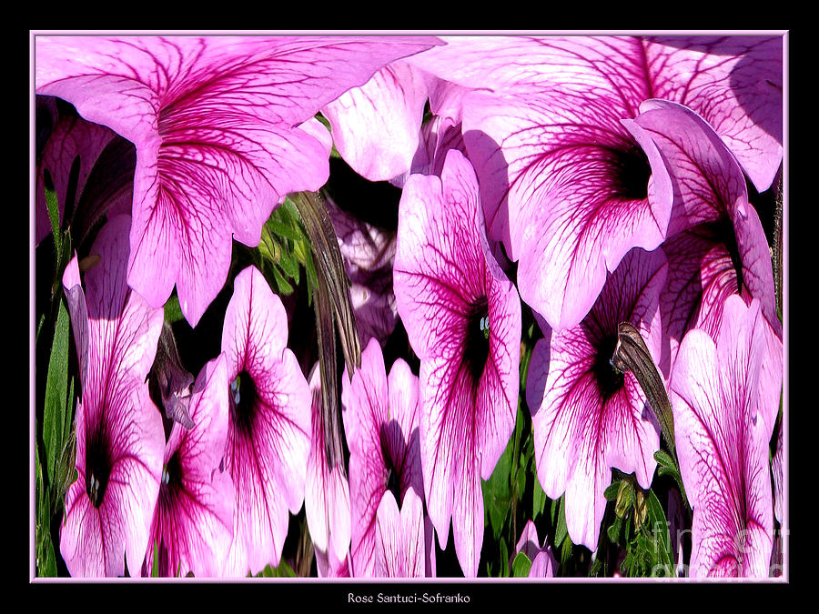 Purple Petunias Abstract Photograph by Rose Santuci-Sofranko
