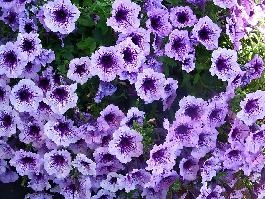 Purple Petunias Photograph by Aimee L Maher ALM GALLERY