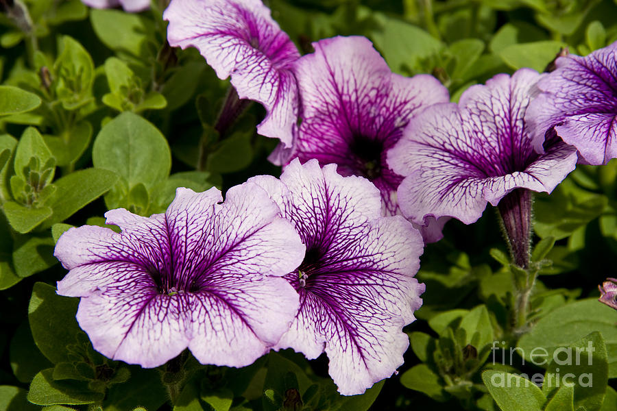 Purple Petunias Photograph by Jill Lang