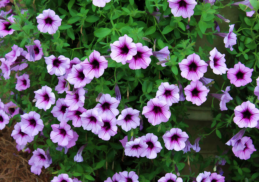 Purple Petunias Photograph by Joyce Baldassarre - Fine Art America