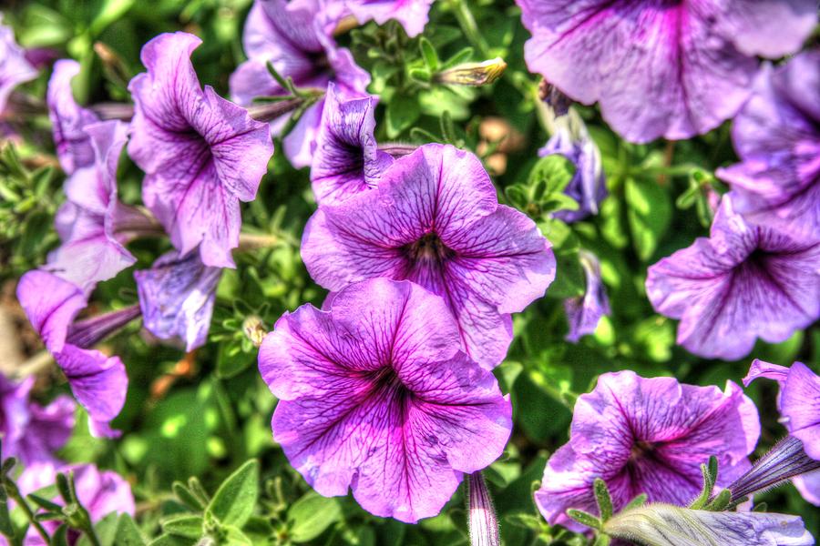 Purple Photograph - Purple Petunias by Ken Reardon Purple Photograph - Purple Petunias by Ken Reardon