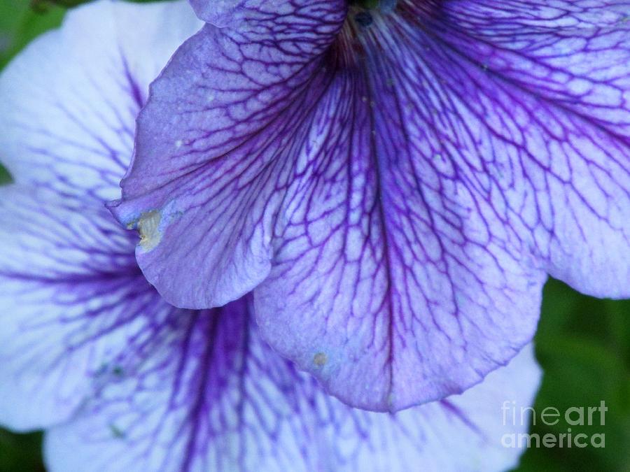 Purple Petunias Photograph by Lynellen Nielsen