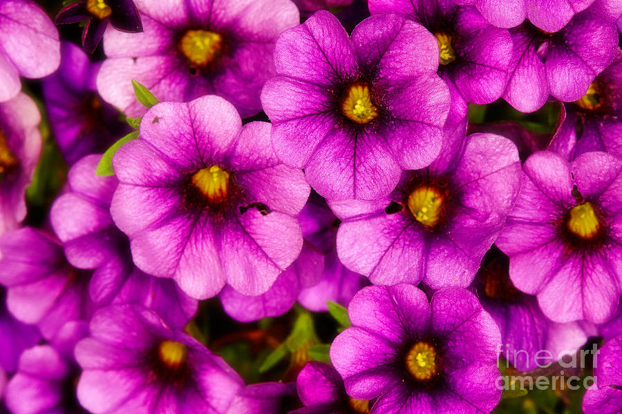 Purple petunias  Photograph by Nick  Biemans