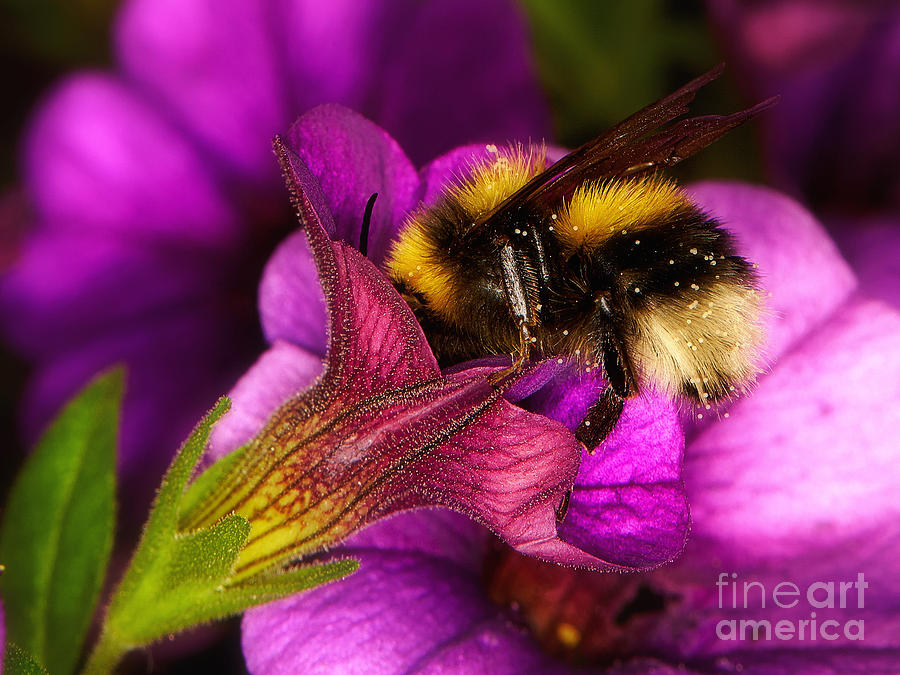 Purple petunias with a bumblebee Photograph by Nick  Biemans
