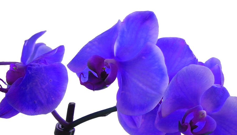 Blue with Purple Phalaenopsis Orchid Photograph by Bill Swartwout