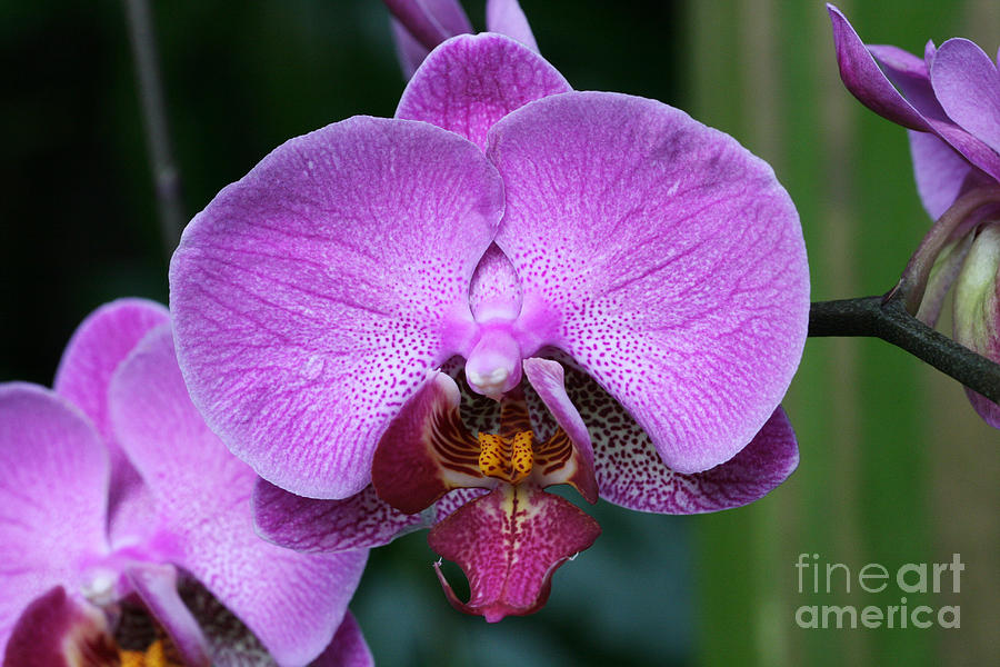 Purple Phalaenopsis Orchids Photograph By Judy Whitton 1069