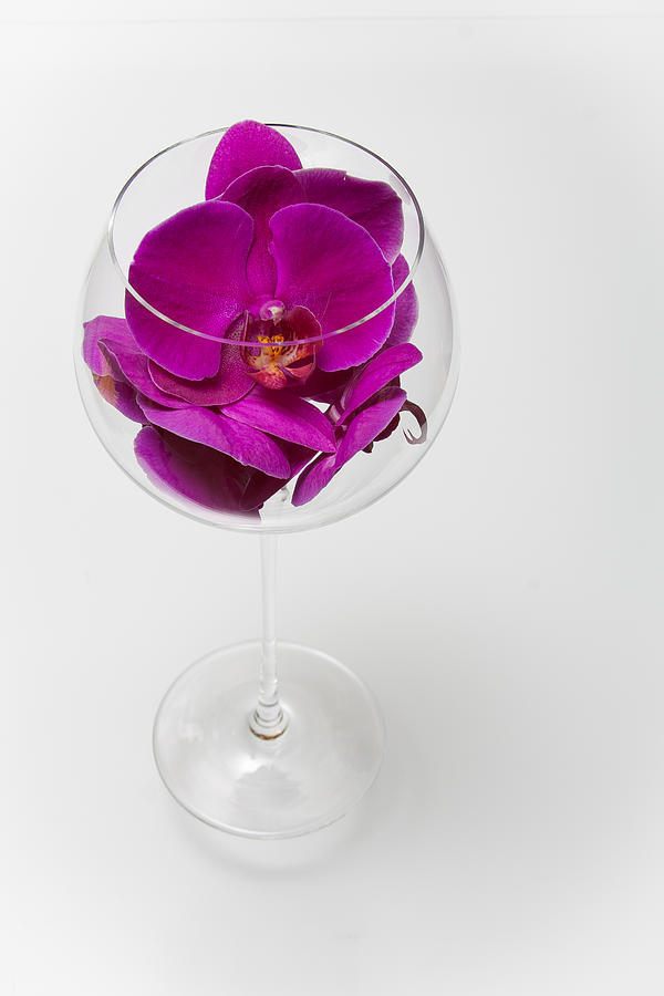 Purple Phalenopsis in a Glass  79 Photograph by W Chris Fooshee
