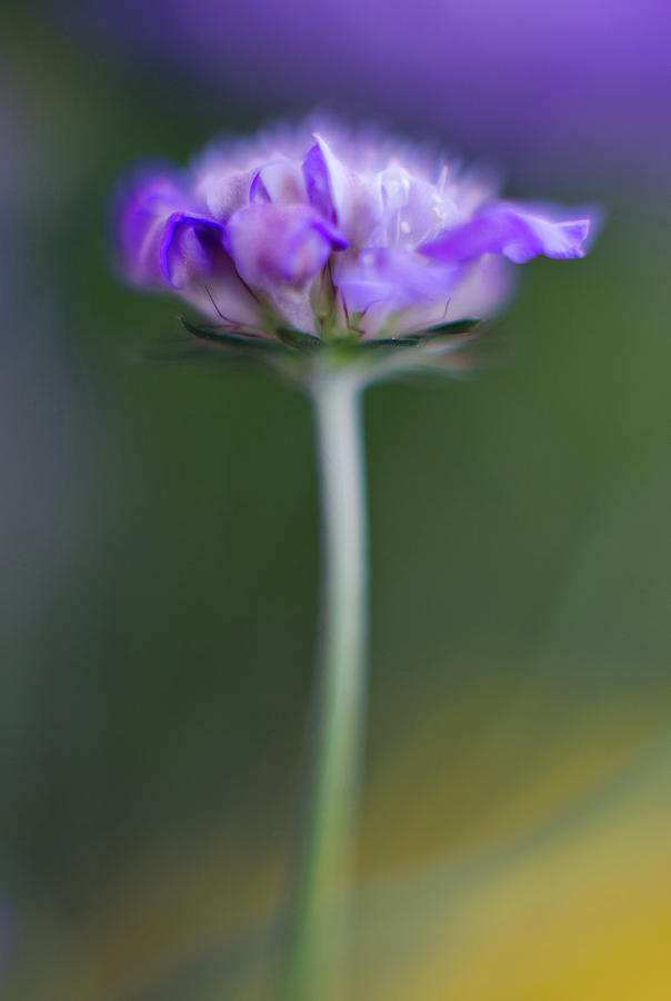Purple Pincushion Flower Photograph by Greg Nyquist