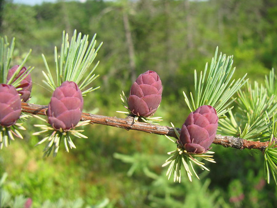 Purple Pine Cones Photograph by Joel Geiger Fine Art America