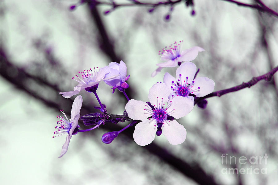 Purple Pink Blossoms Photograph by Debra Thompson