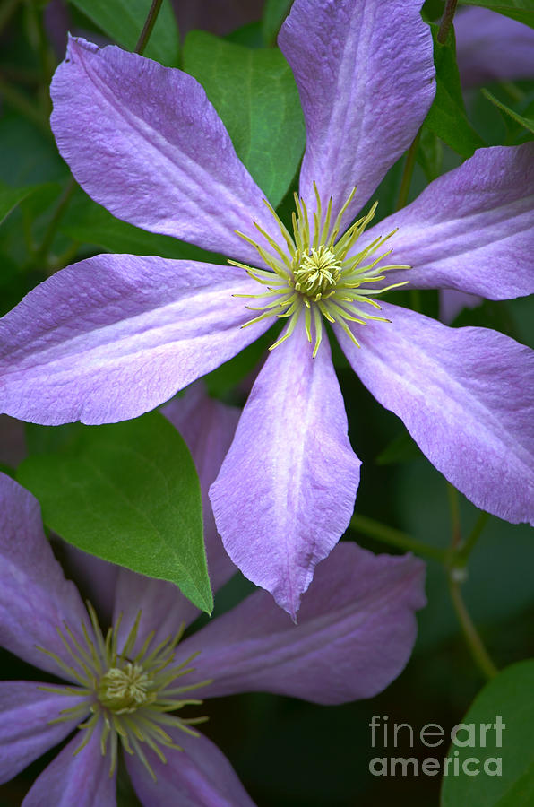 Flower Photograph - Purple Pinwheel by Deb Halloran