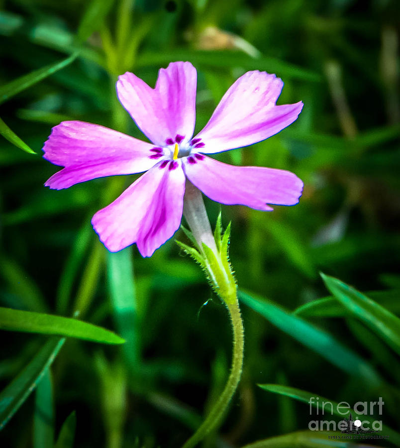 Purple Pinwheel Photograph by Grace Grogan