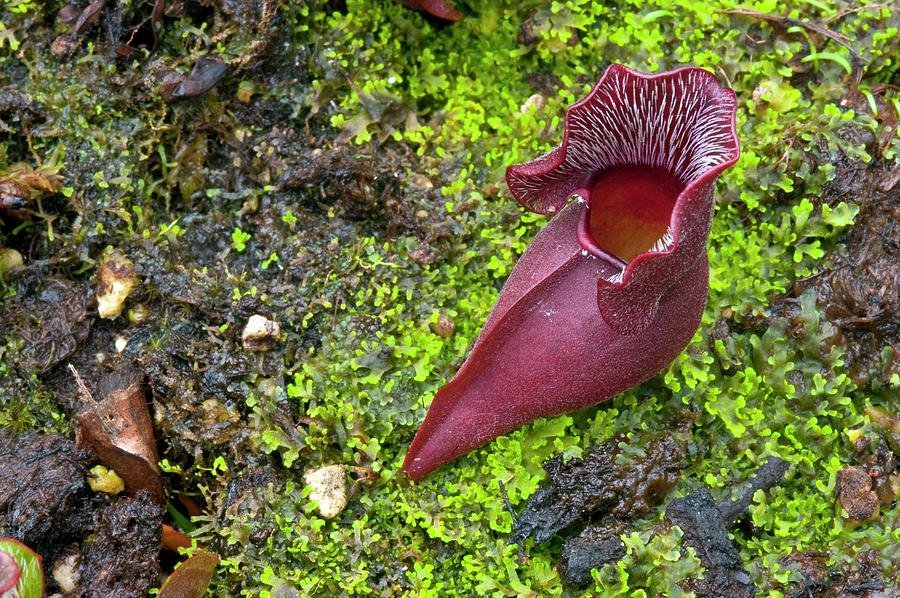 Purple Pitcher Plant Photograph by Philippe Psaila/science Photo Library