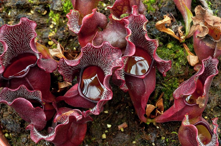 Purple Pitcher Plants Photograph by Philippe Psaila/science Photo Library