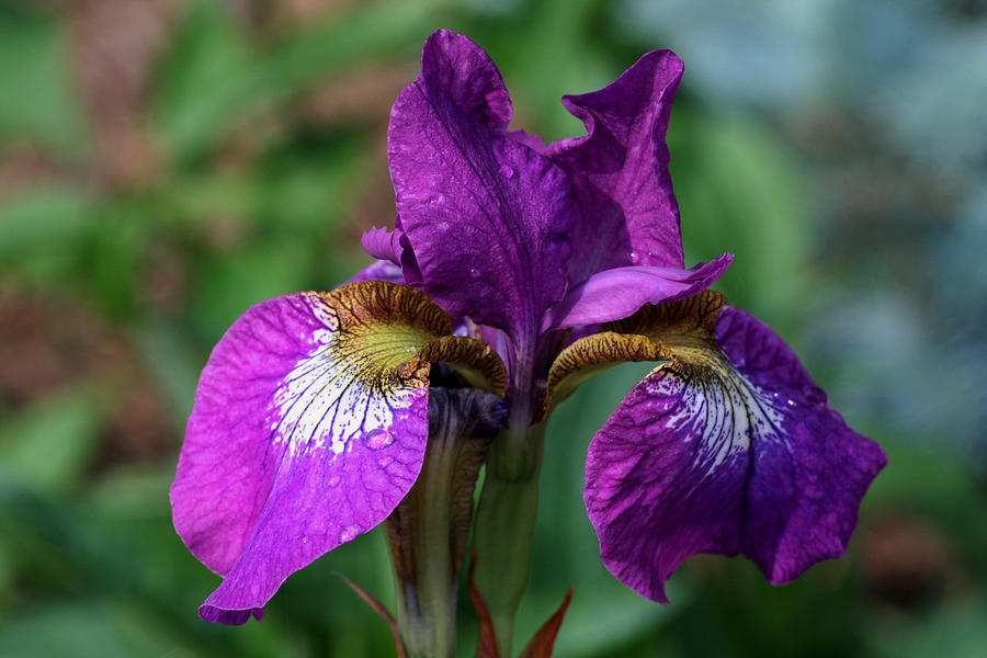 Iris Photograph - Purple Pleaser by Doug Norkum